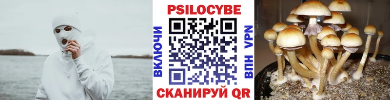 мега   Суворов  Псилоцибиновые грибы Psilocybine cubensis 